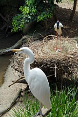 0814 Wildlife Habitat Port Douglas